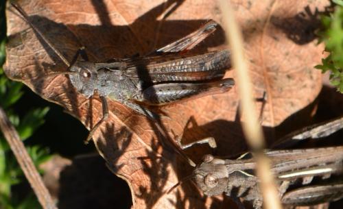 Chorthippus sp.
